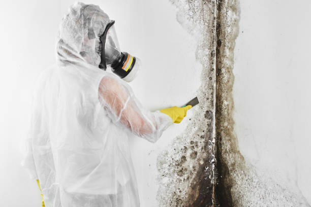 Best Mold Remediation Services  in Rothschild, WI