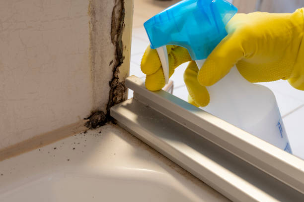 Best Mold Remediation  in Rothschild, WI