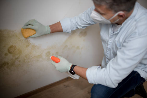 Best Mold Cleaning Services  in Rothschild, WI