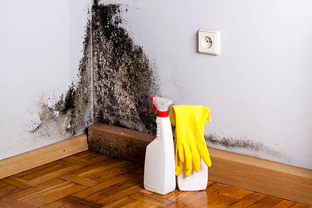 Best Certified Mold Removal  in Rothschild, WI