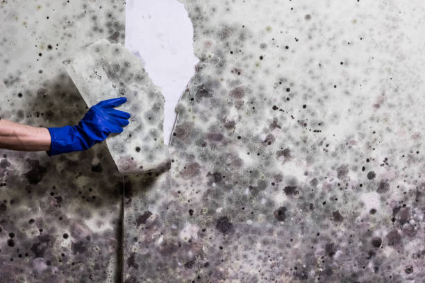Best Fast Mold Removal  in Rothschild, WI