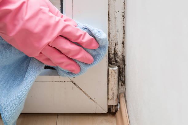 Best Mold Damage Repair  in Rothschild, WI