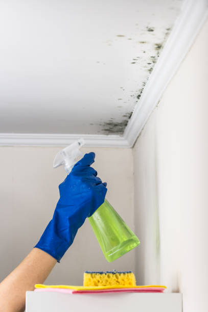 Best Toxic Mold Removal  in Rothschild, WI